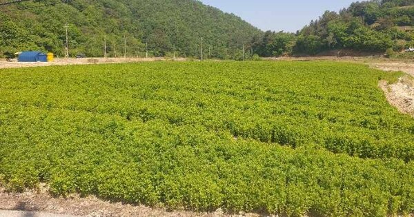 충청남도 논산시 벌곡면 어곡리 OOOOO O OOO 답 경매 물건 이미지