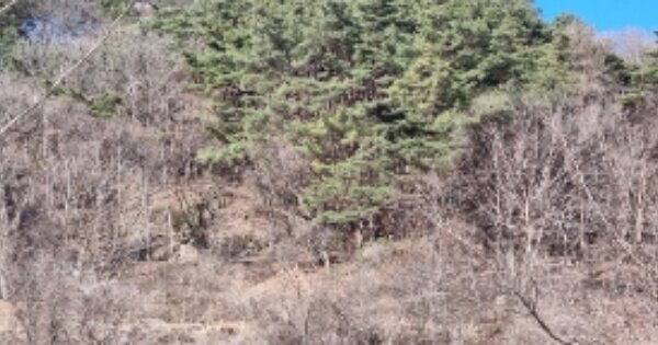 전북특별자치도 순창군 쌍치면 용전리 OOO O OOO 임야 경매 물건 이미지