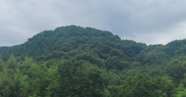 경상북도 성주군 용암면 상신리 OOO 임야 경매 물건 이미지