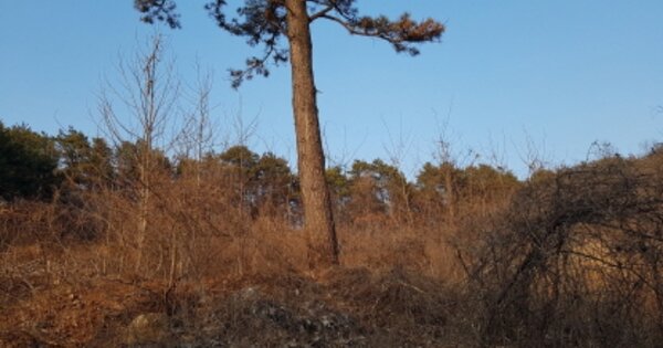 경기도 안성시 원곡면 칠곡리 OOOOO 임야 경매 물건 이미지
