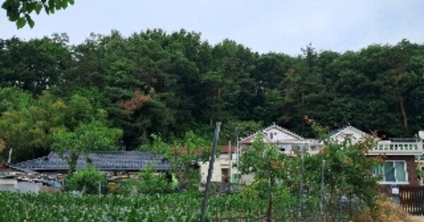 강원특별자치도 동해시 쇄운동 OOOOO 임야 경매 물건 이미지