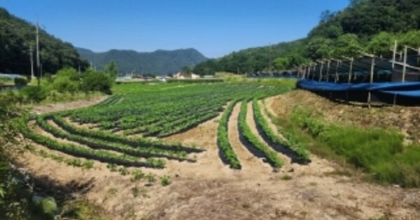충청북도 괴산군 불정면 목도리 OOOOO 답 경매 물건 이미지