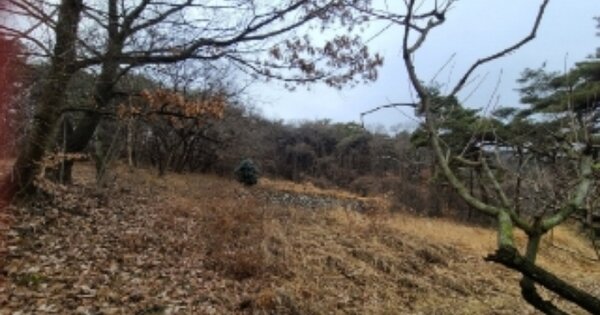 전라남도 장성군 남면 마령리 OOO 임야 경매 물건 이미지