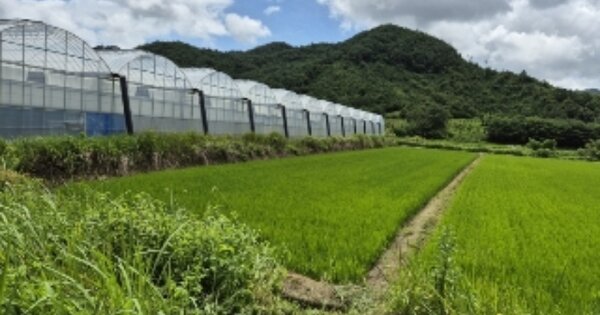 전라남도 화순군 이양면 매정리 OOOOO 답 경매 물건 이미지