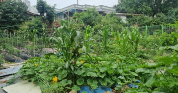 충청남도 천안시 동남구 원성동 OOOOO 대지 경매 물건 이미지