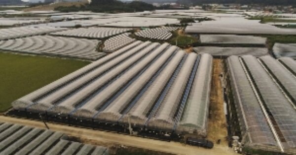 경상북도 김천시 개령면 신룡리 OOO O OOO 전 경매 물건 이미지