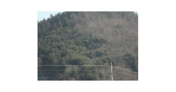 전라남도 고흥군 과역면 노일리 OOOO 임야 경매 물건 이미지