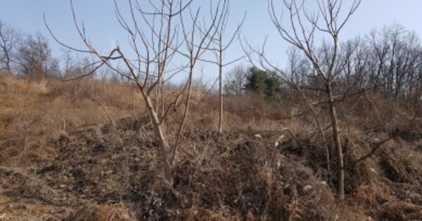 충청남도 당진시 송악읍 반촌리 OOOOO O OOO 전 경매 물건 이미지