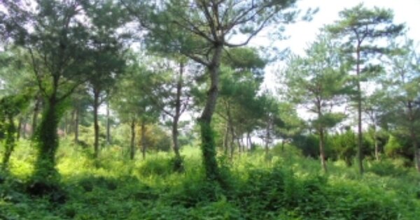 충청남도 부여군 내산면 금지리 OOO 전 경매 물건 이미지