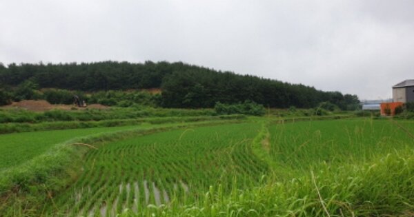 경상북도 경주시 천북면 동산리 OOO 답 경매 물건 이미지