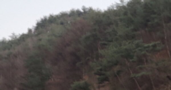 경상북도 봉화군 물야면 수식리 OOOO 임야 경매 물건 이미지