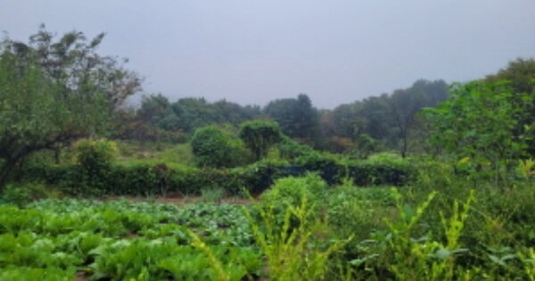 경기도 양평군 옥천면 신복리 OOOOO O OOO 답 경매 물건 이미지