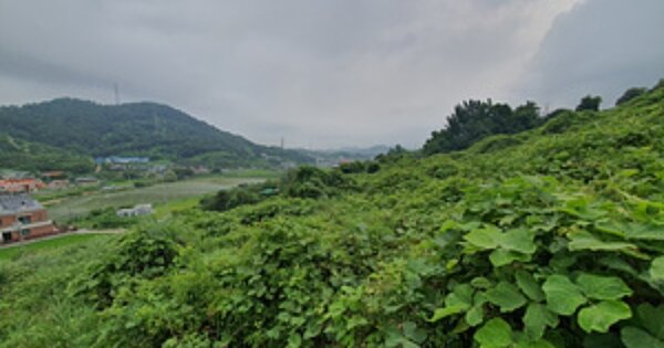 경상남도 김해시 진영읍 내룡리 OOOOO O OOO 과수원 경매 물건 이미지