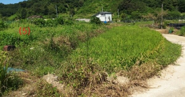 충청남도 금산군 금산읍 신대리 OOO 답 경매 물건 이미지