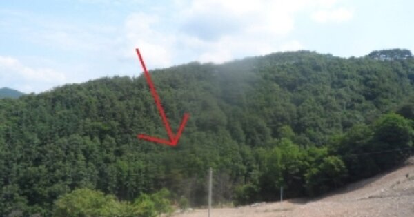 강원특별자치도 정선군 신동읍 조동리 O OOOOO 임야 경매 물건 이미지