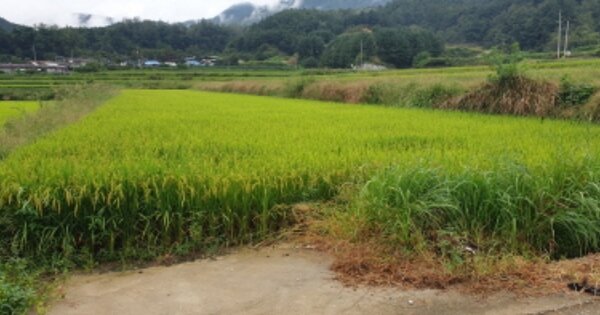 경상남도 거창군 위천면 남산리 OOOOO 답 경매 물건 이미지