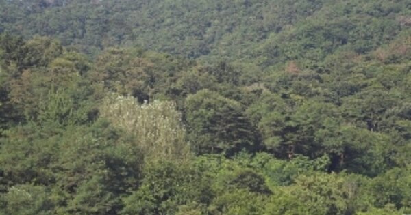 경상남도 밀양시 상남면 기산리 OOOOO 임야 경매 물건 이미지