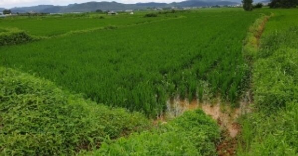 경북 경주시 안강읍 산대리 OOOOO 답 경매 물건 이미지