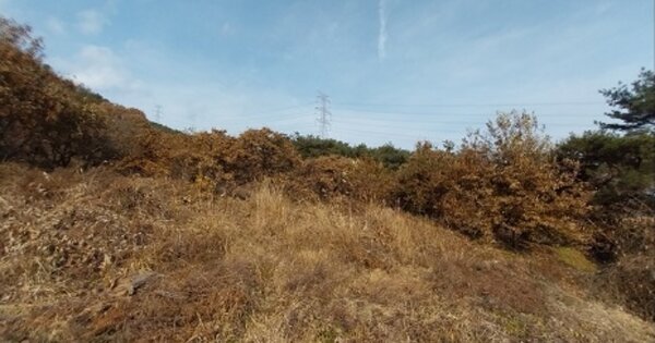 충청남도 청양군 정산면 서정리 OOOOO O OOO 임야 경매 물건 이미지