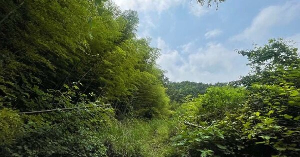 경상남도 거제시 하청면 하청리 OOOOO 임야 경매 물건 이미지