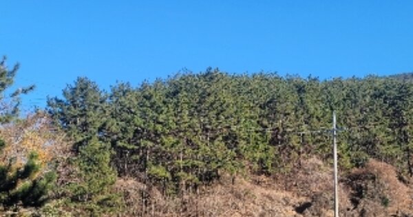 경상남도 거제시 사등면 청곡리 OOO 임야 경매 물건 이미지