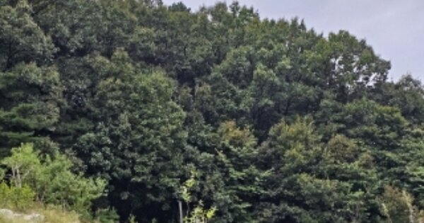 충청북도 충주시 소태면 주치리 OOOO 임야 경매 물건 이미지