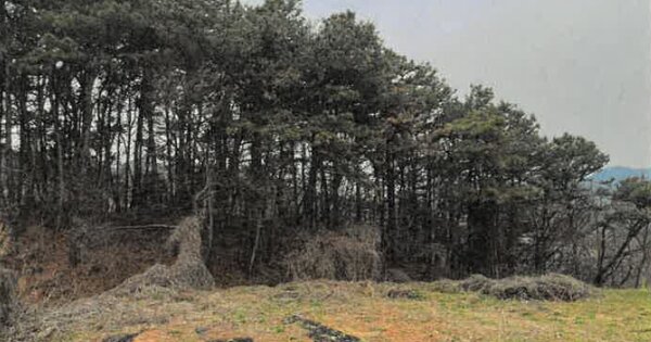 경상남도 산청군 신등면 모례리 OOOO O OOO 임야 경매 물건 이미지