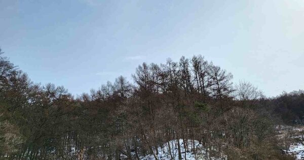 경기도 양평군 지평면 대평리 OOOO 임야 경매 물건 이미지
