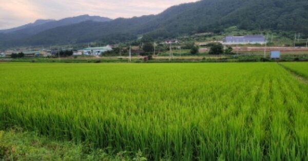 전라남도 고흥군 풍양면 풍남리 OOOOOOO 답 경매 물건 이미지