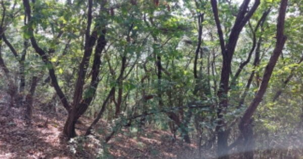 경기도 고양시 덕양구 벽제동 OOOOO 임야 경매 물건 이미지