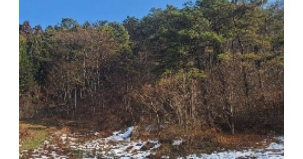 전라남도 장성군 북하면 대악리 OOOOO O OOO 임야 경매 물건 이미지