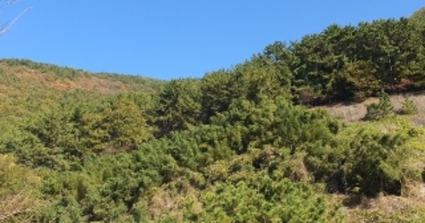 경상남도 창원시 마산합포구 진동면 교동리 OOOOO 임야 경매 물건 이미지