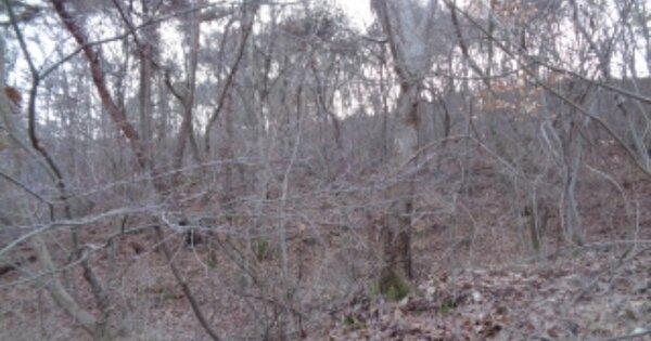 전북특별자치도 김제시 금산면 금산리 OOOOO 임야 경매 물건 이미지