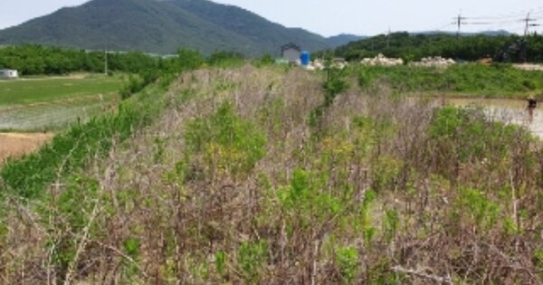 경상북도 경주시 건천읍 모량리 OOOOOO 답 경매 물건 이미지