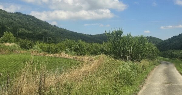전라남도 영암군 금정면 연보리 OOO 답 경매 물건 이미지