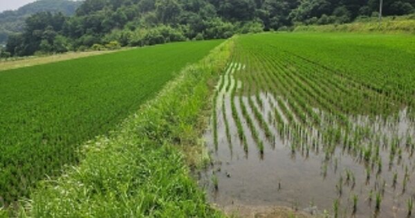 충청남도 홍성군 광천읍 벽계리 OOOOO 답 경매 물건 이미지
