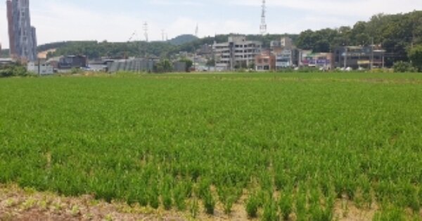 경기도 양주시 회정동 OOO O OOO 답 경매 물건 이미지