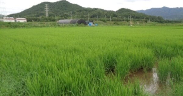 전북특별자치도 김제시 금산면 쌍용리 OOOOO 답 경매 물건 이미지