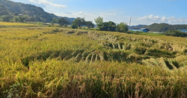 경상남도 고성군 개천면 예성리 OOOOO 답 경매 물건 이미지