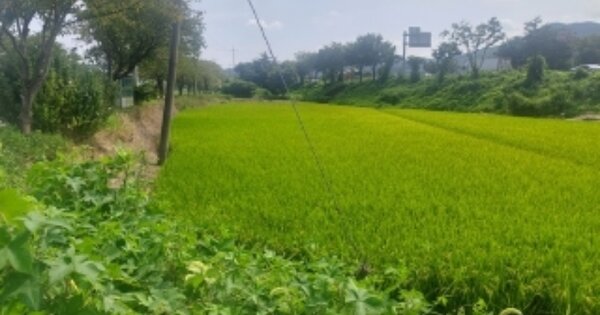 충청남도 아산시 영인면 신운리 OOO 답 경매 물건 이미지