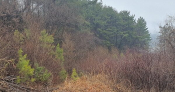 전라남도 장흥군 관산읍 성산리 OOO 답 경매 물건 이미지
