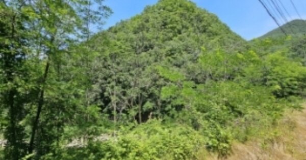 충청북도 단양군 단양읍 심곡리 OOO 임야 경매 물건 이미지