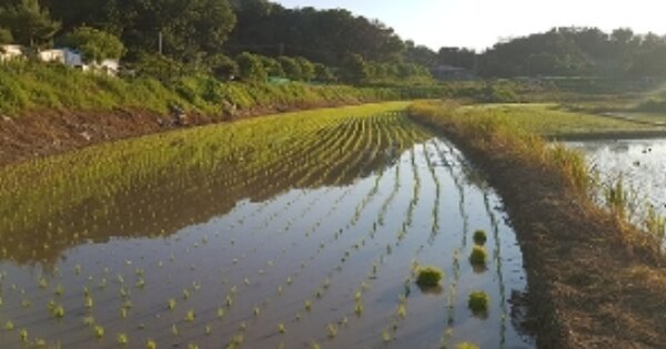 충청남도 보령시 내항동 OOO 답 경매 물건 이미지