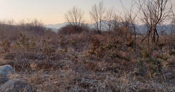 충청남도 공주시 계룡면 하대리 260-5 외 1필지 임야 경매 물건 이미지