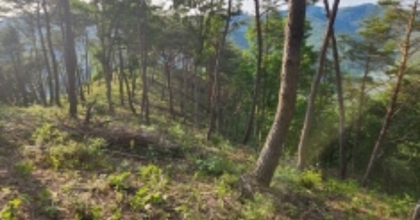 경상남도 고성군 상리면 고봉리 OOOO O OOO 임야 경매 물건 이미지