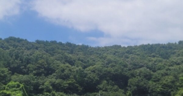 경상남도 통영시 사량면 양지리 OOOOO 임야 경매 물건 이미지
