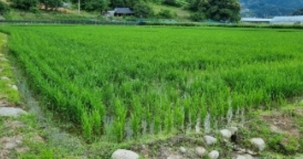 전북특별자치도 남원시 산내면 입석리 OOOO O OOO 답 경매 물건 이미지