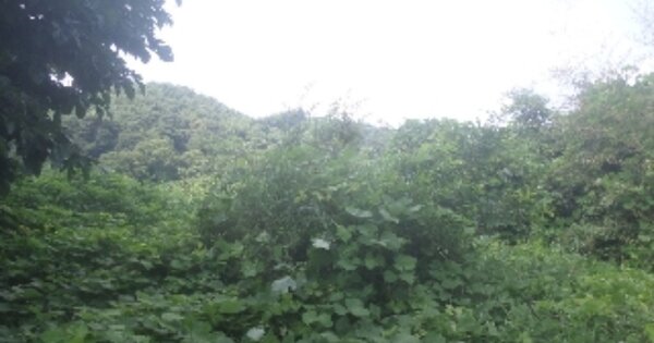 전북특별자치도 임실군 지사면 안하리 OOO 임야 경매 물건 이미지