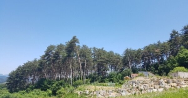 강원특별자치도 홍천군 영귀미면 월운리 OOOO O OOOO 임야 경매 물건 이미지