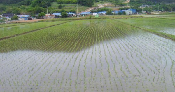전라남도 완도군 약산면 우두리 OOOOOO O OOO 답 경매 물건 이미지